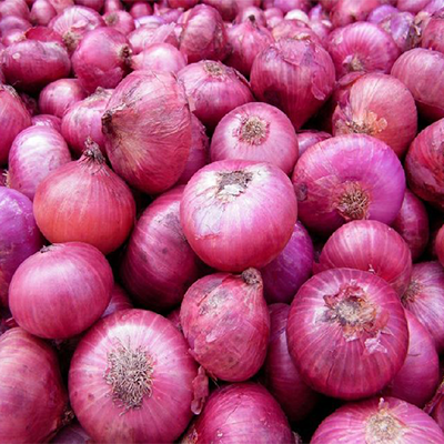 Bulk Yellow Corn Supply with Strict Quality Standards