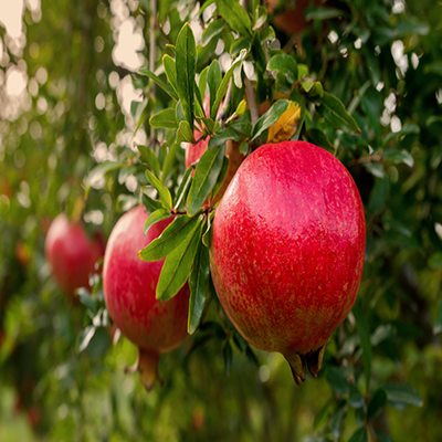 Bulk Yellow Corn Supply with Strict Quality Standards